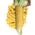 Canned sweet corn with high quality